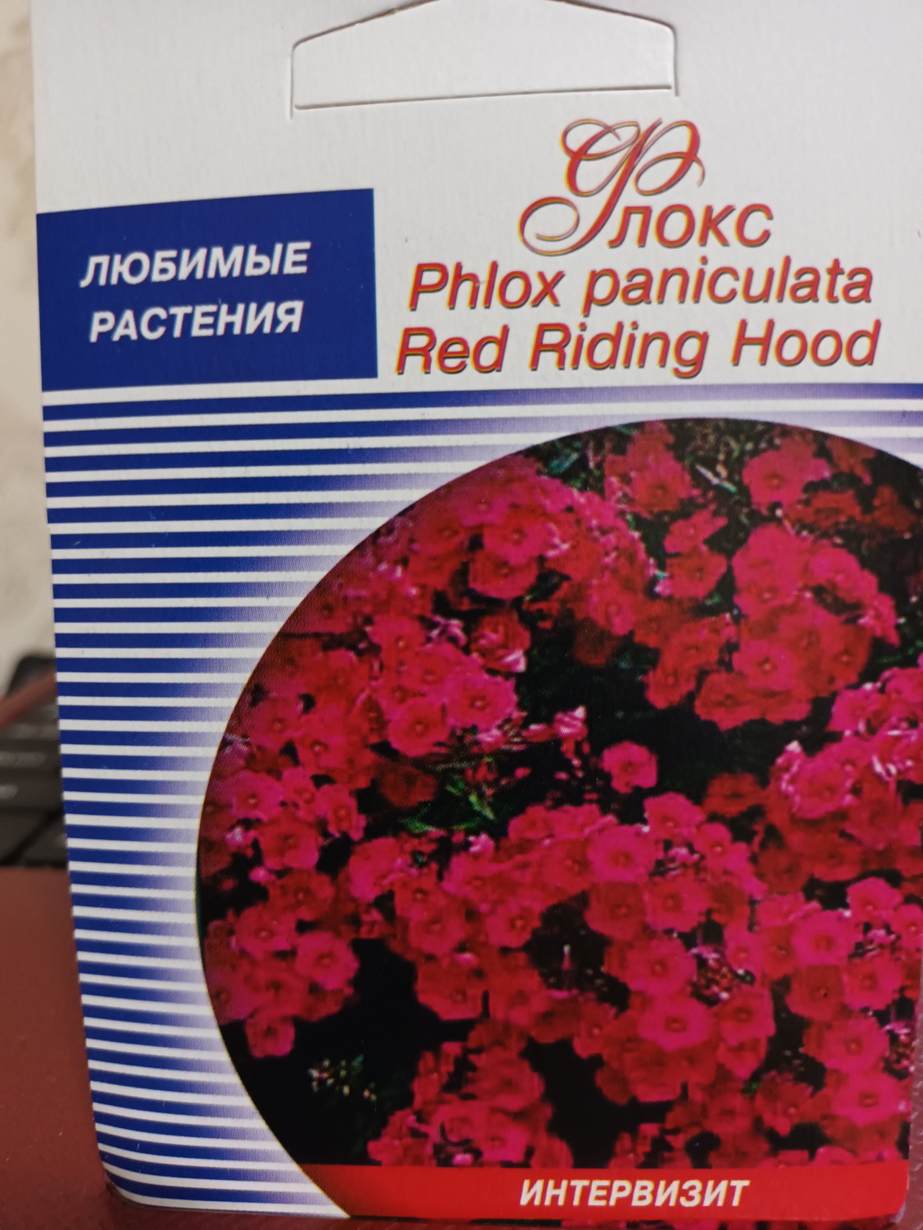 Флокс метельчатый Ред райдинг Худ