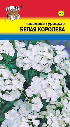 Гвоздика турецкая Белая