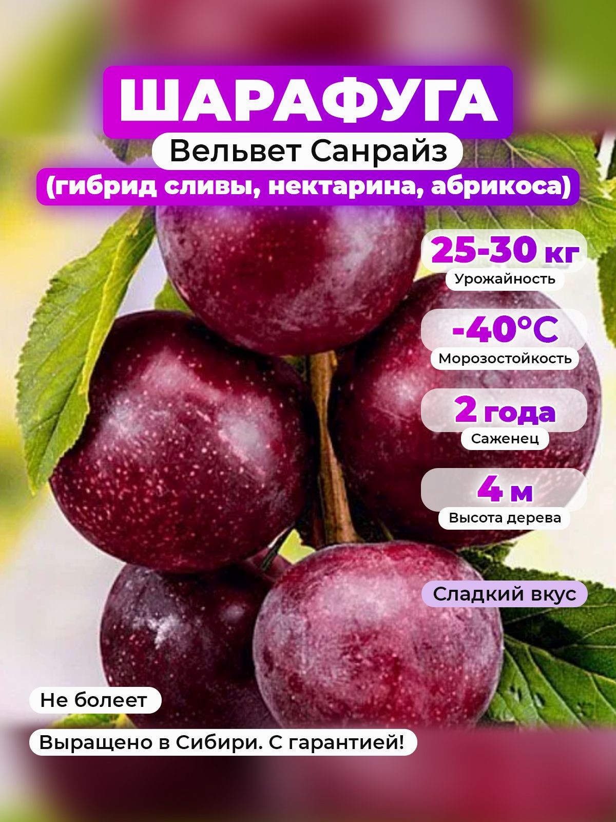 Шарафуга Вельвет Санрайз